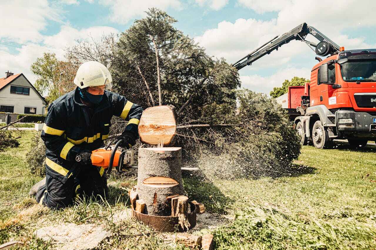 Best Tree Root Removal  in Haslett, MI